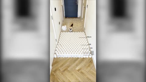 cat jump😮😀