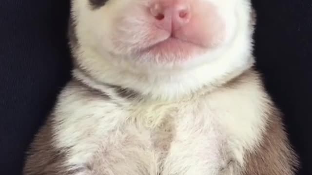 Owning a dog is the only love money can buy