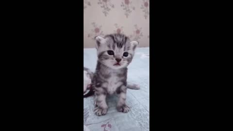 cats, Lovely Cat, black cat, cats, funny cats, funny cat videos