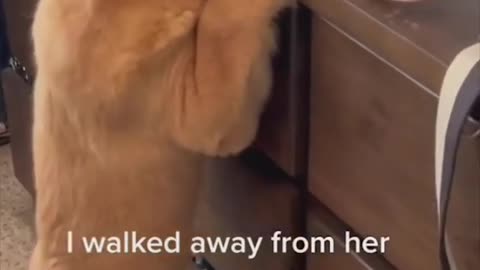 FUNNY VIDEO LETES DOGS CAT