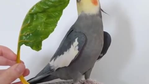 I can't sing without the leaf 🍀😍