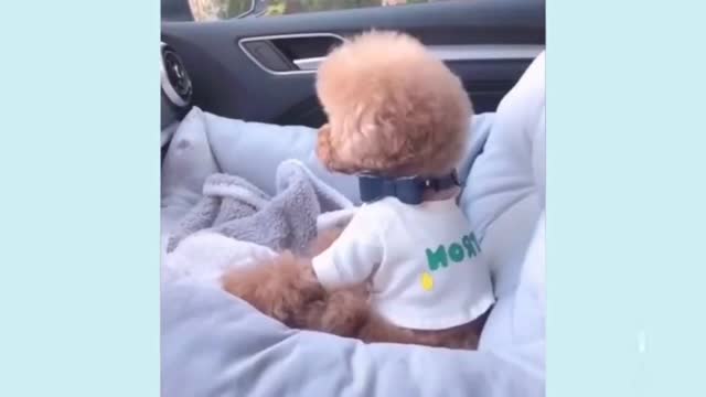 The world's best dog part 1