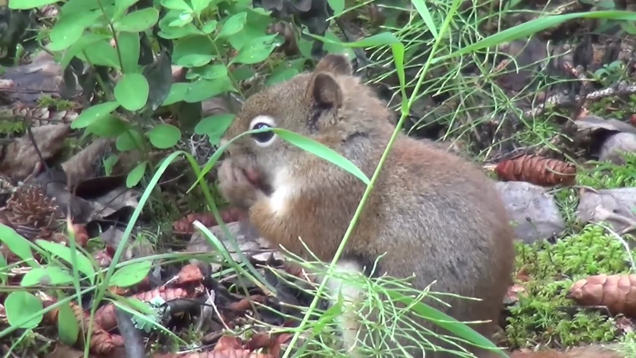 The Japanese squirrel