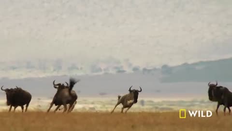 Cheetahs Takedown a Wildebeest