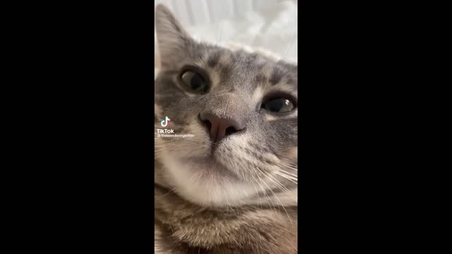 FUNNY CAT MEMES COMPILATION OF 2022 PART 43_1080p