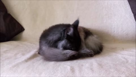 Cat cleaning his long fur