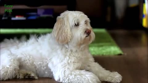 Funny Dogs - with Bad Hair Days Hilarious and Adorable