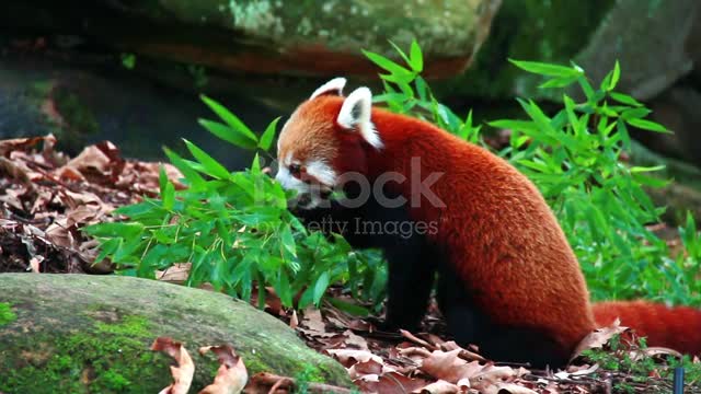 red little panda is eating.