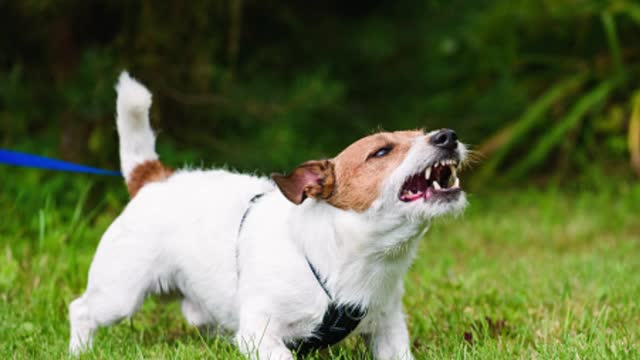 Dog Training - 5 Best Tips To Stop Dog Barking