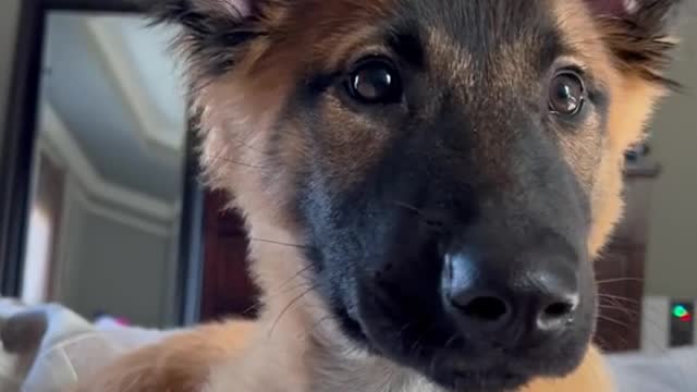Cute Dog