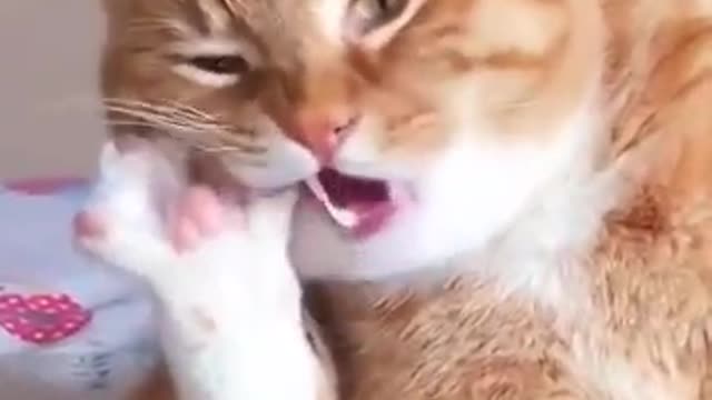 Cute Cats and Funny Animals Compilation 😹