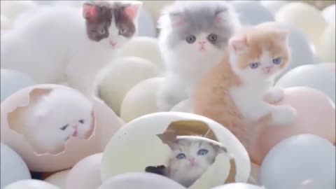 Cute meow😺😺