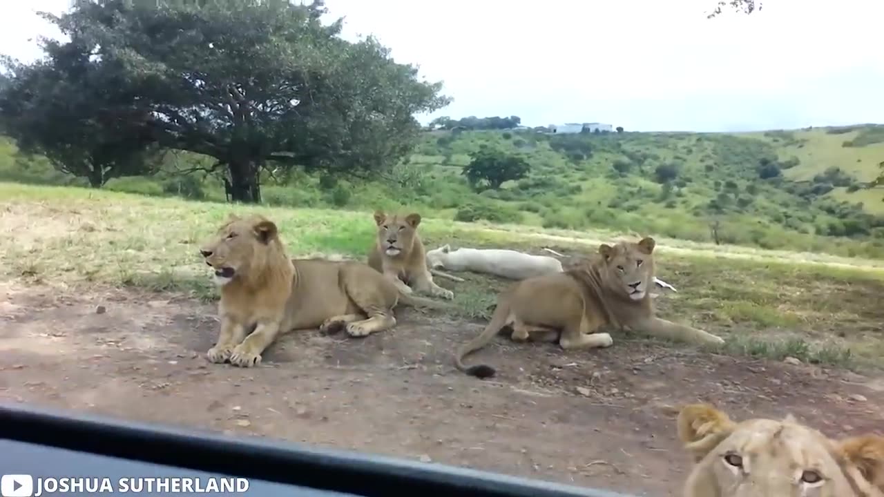 Tiger attack on safari