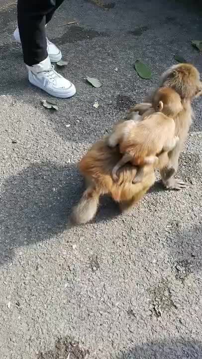 Funny Monkey Videos - A Funny Monkeys Compilation 2022