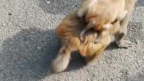 Funny Monkey Videos - A Funny Monkeys Compilation 2022