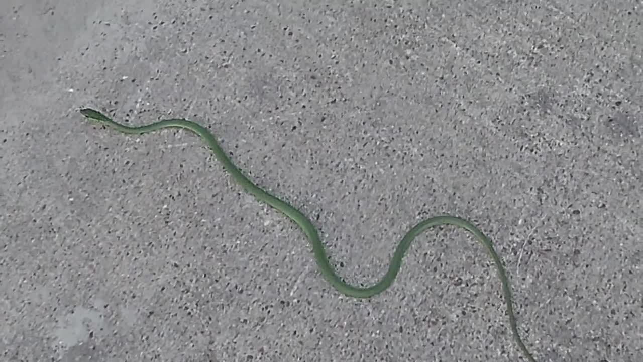 Rough Green Snake, Non-Venomous