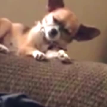 funny cute dog slipping. short. #short . #funnyviral