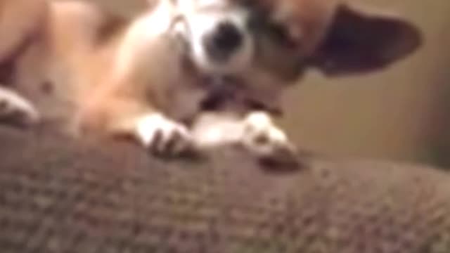 funny cute dog slipping. short. #short . #funnyviral