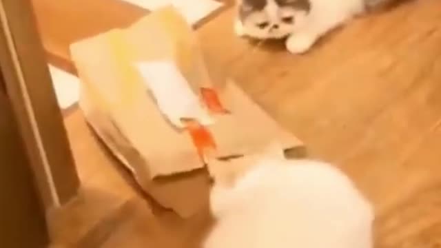 Try not to laugh