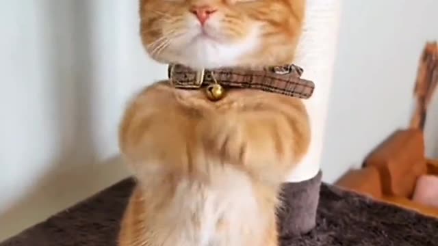 Some kittens pretend to be adults to fall in love with us