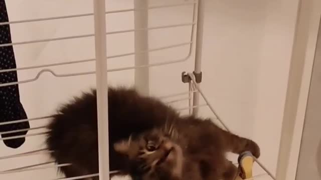 kitten plays in the drying rack