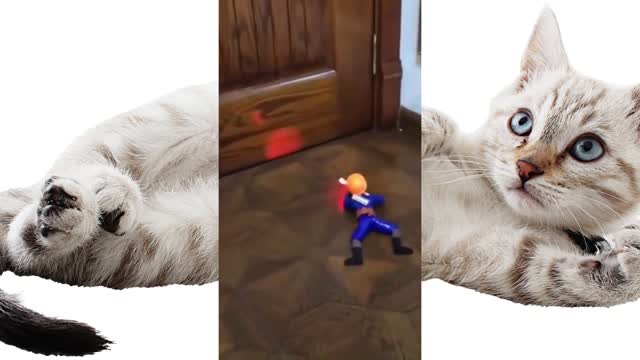 soldier vs cat