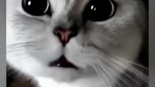 😊😚Cute cat😼 funny videos 😍🥰