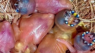 Gouldian Finch Chicks | Clutch of tiny baby birds | Full Version - true Nature #birds #bird #nature