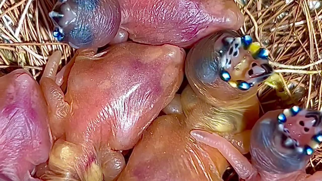 Gouldian Finch Chicks | Clutch of tiny baby birds | Full Version - true Nature #birds #bird #nature