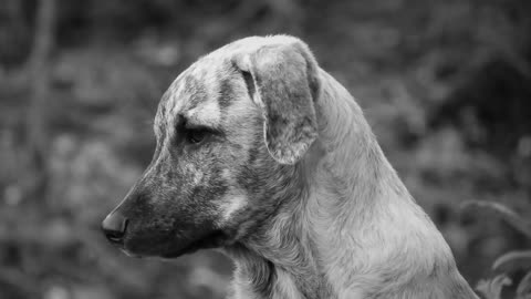 This dog is very cool, its color is beautiful and cute😍