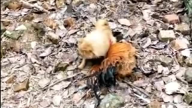 Funny Animal Videos FUNNIEST ANIMALS Compilation