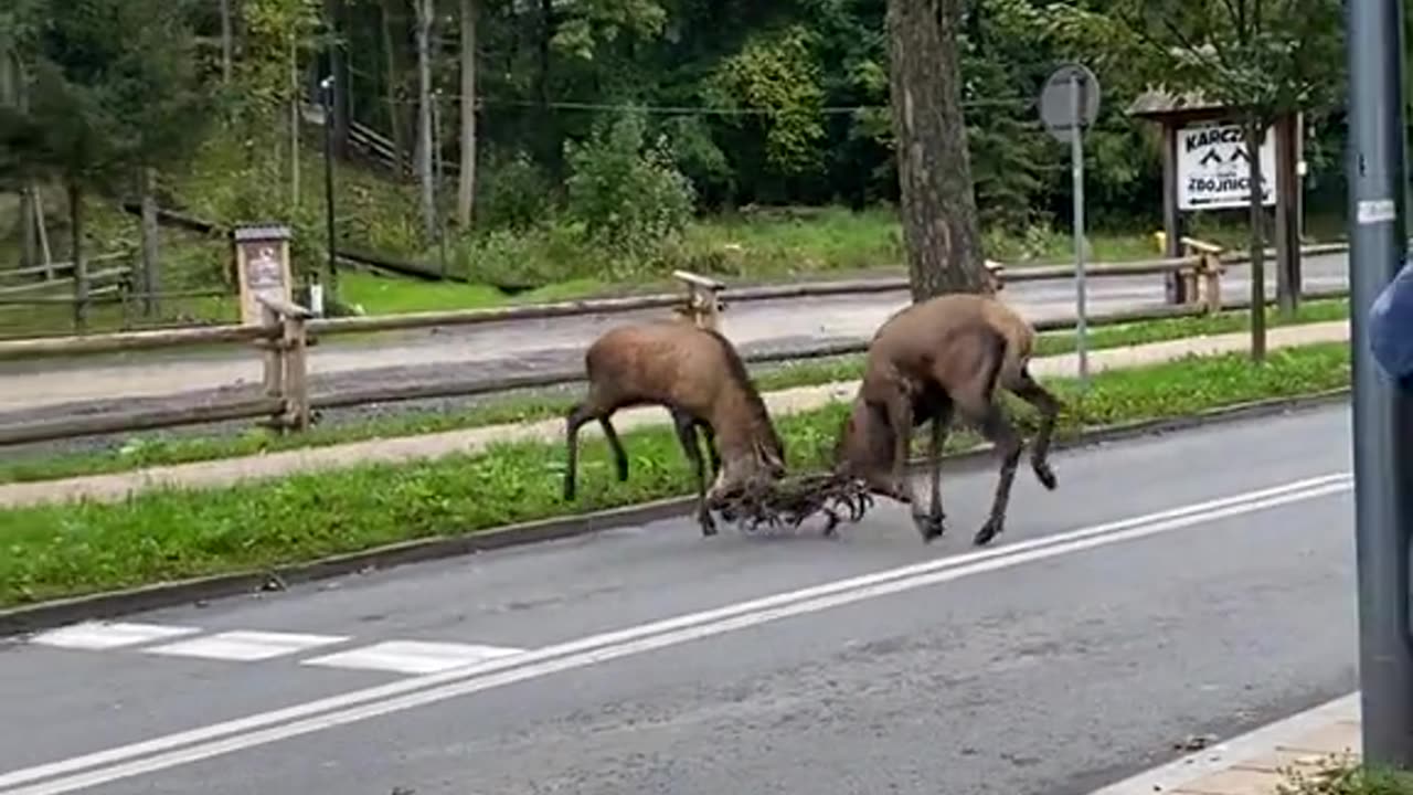 Conflict On The Street In Zakopane, Poland