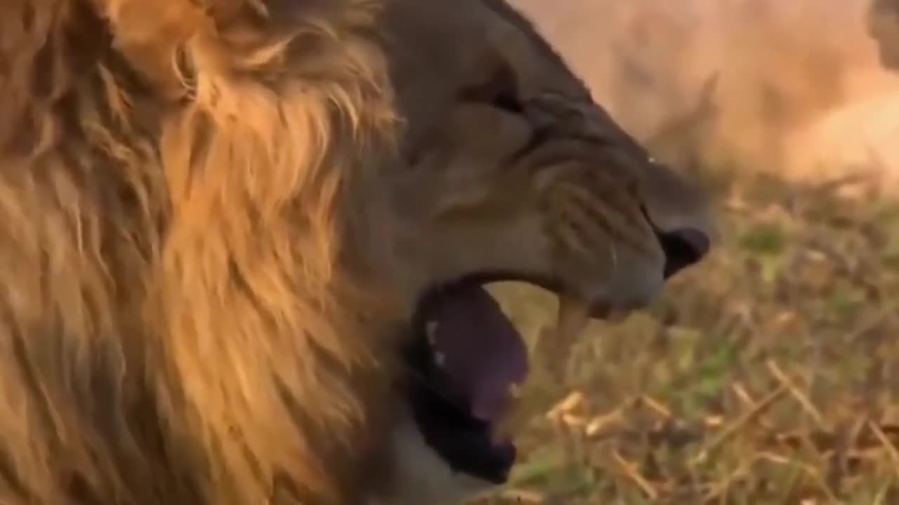Best Funny Video __ Funny memes 2022