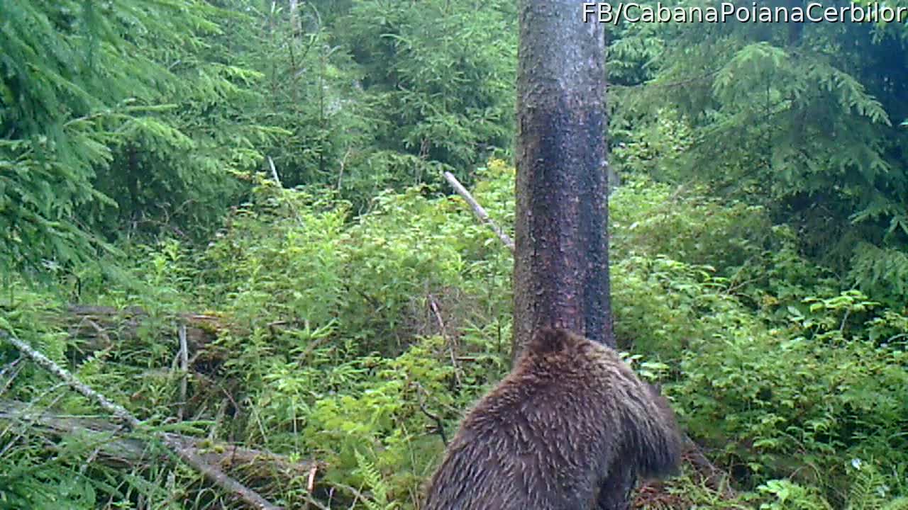 Bear Family in Romania