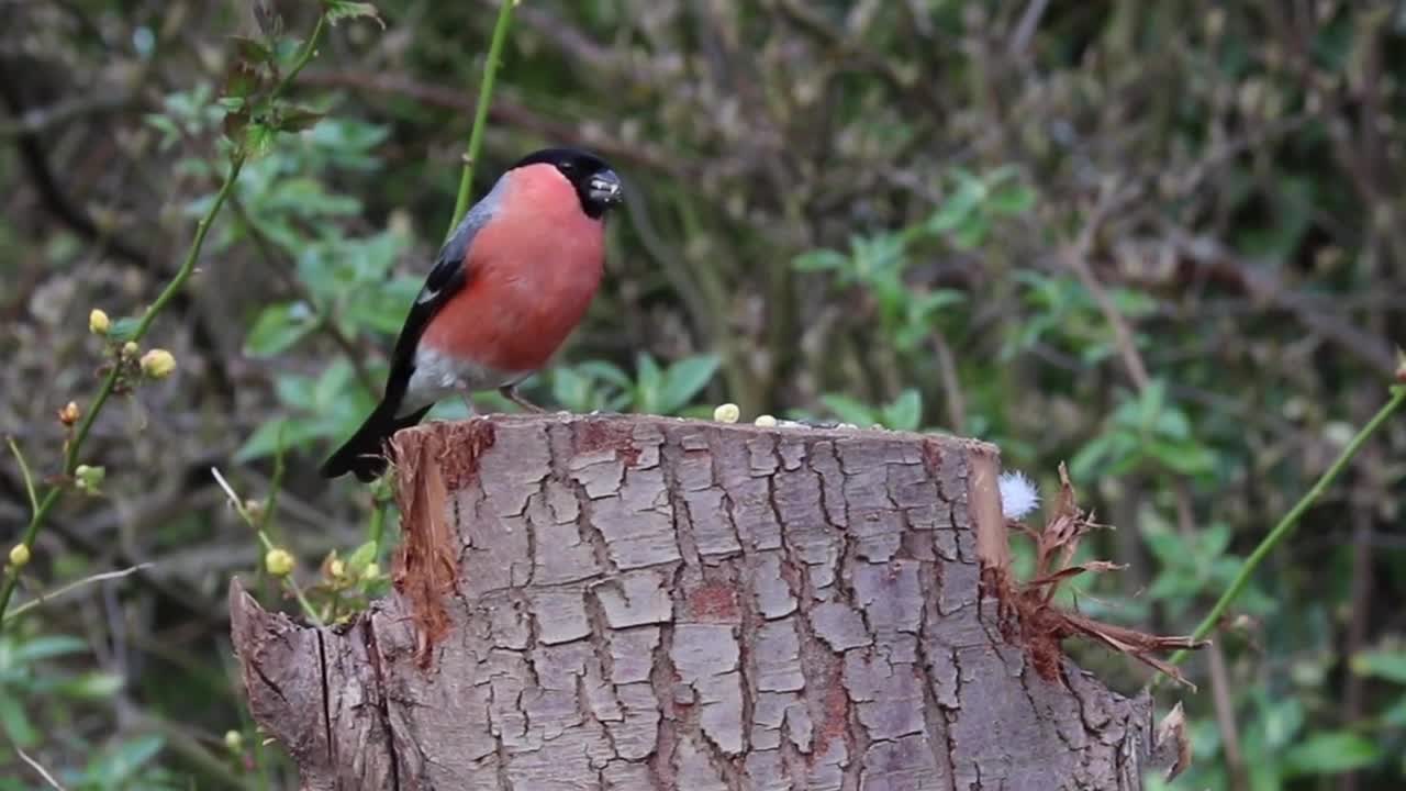 bird-beak-food-feathers-flight