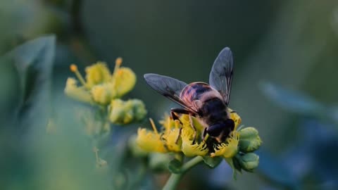 bee and its beauty