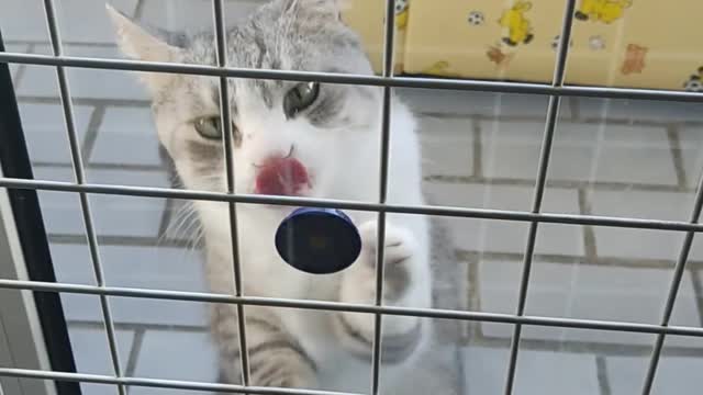The cat licks the candy.