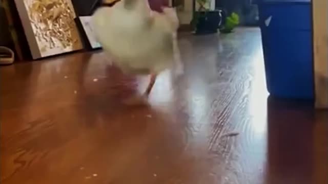 Animal world 1 duck