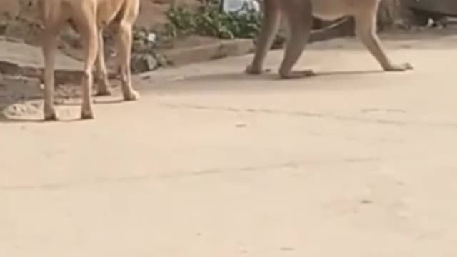 Funny Monkey playing with dog