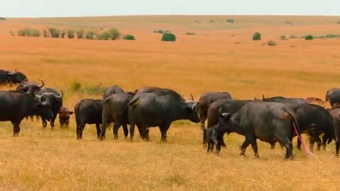 Lions Like You’ve Never Seen Them Before | Meet the Lion Brothers