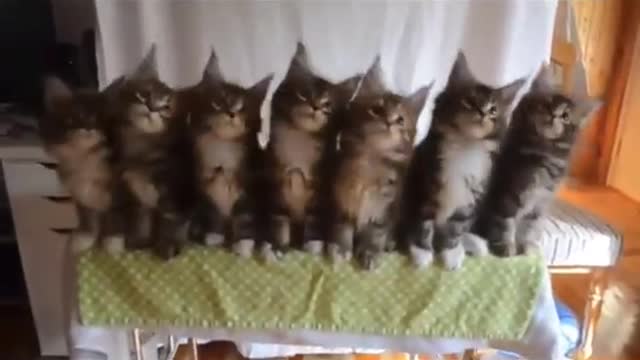 Gatinhos engraçados orquestrados