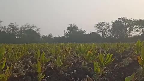 Good morning farmer video