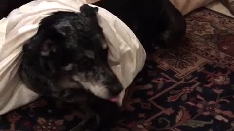 Black dog rolling around in sheets