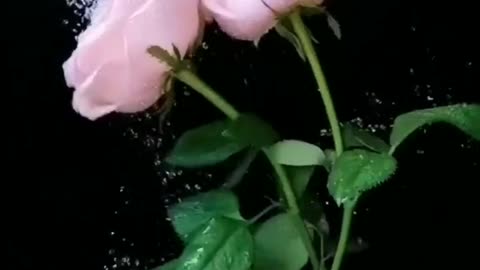 Moving flower