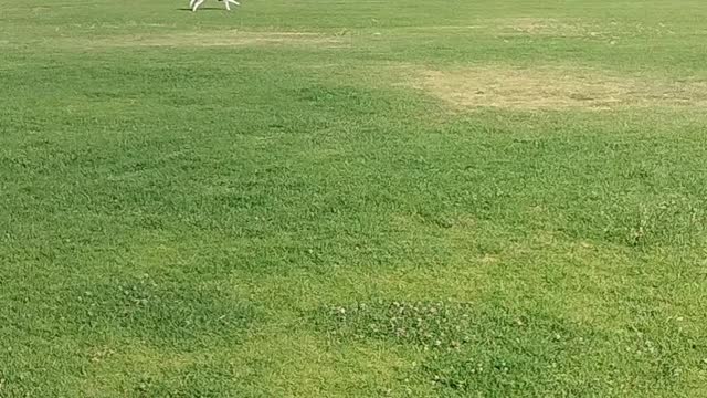 Husky Running Free