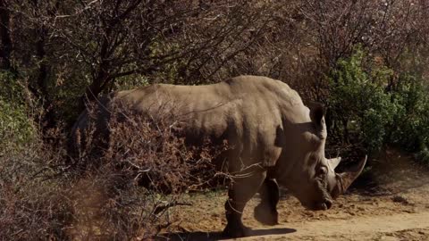 Rhino walking in the jungle