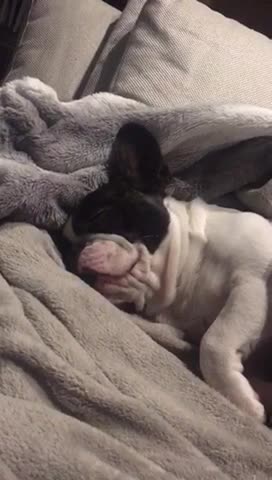 Frenchie swallows huge amount of saliva during dream