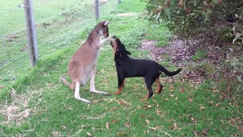 Kangaroo Playing With Dog - Too Cute