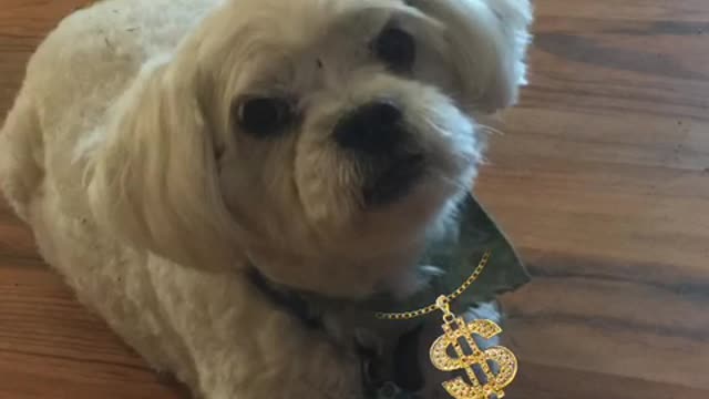 Loulou says another fruit cake Mayor Ted Wheeler out there in Portland. Step down