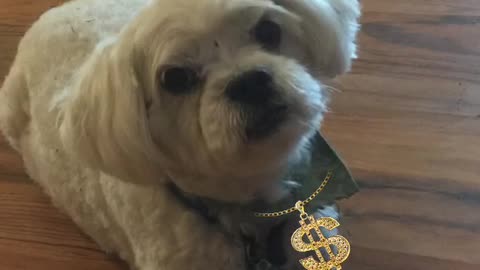 Loulou says another fruit cake Mayor Ted Wheeler out there in Portland. Step down